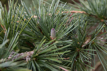 Cedar Cone and Leaves in Winter
