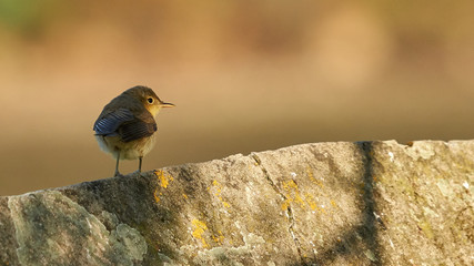 Common Chiffchaff Phylloscopus collybita