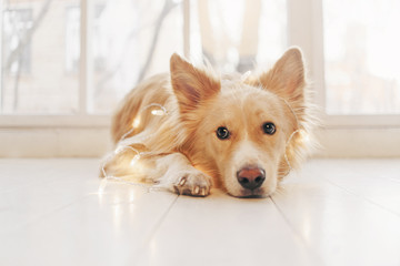 Yellow dog lying on the floor and looking at the camera