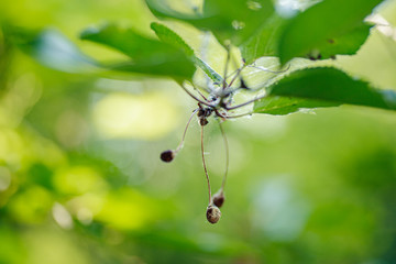 Birds eaten by cherry berries on a tree. Dried cherries on the branches. Lost harvest berries.