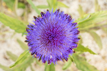 Distel, Natur, Farben