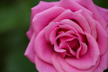 pink rose on green background