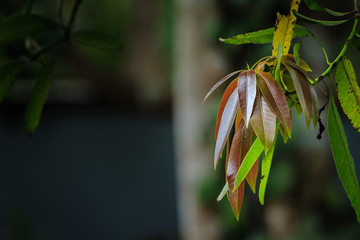 Fresh mango leaves