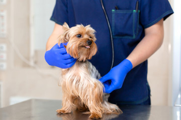 Professional vet doctor examines a small dog breed Yorkshire Terrier using a stethoscope. A young male veterinarian of Caucasian appearance works in a veterinary clinic. Dog on examination at the vet