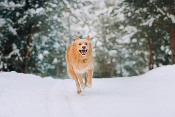 Happy yellow dog flies over the snow