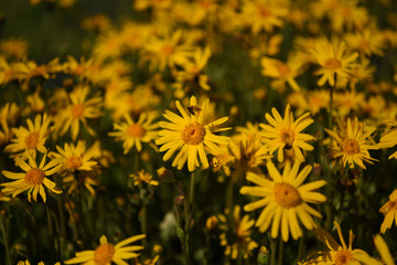 fiori di arnica benessere crema 