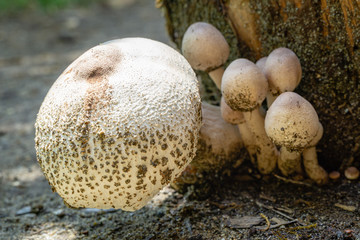 Beautiful wild forest mushrooms with white cap and brown specks,  after rain on oak tree stump. Beautiful close-up in natural habitat in sunlight. Organic natural mushrooms in nature