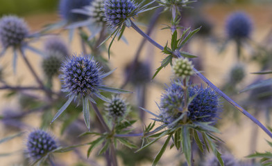 Blumen, Natur, Distel