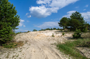 Summer landscape with white sandy white dune, rural road and pine trees