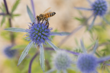 Blumen, Natur, Distel