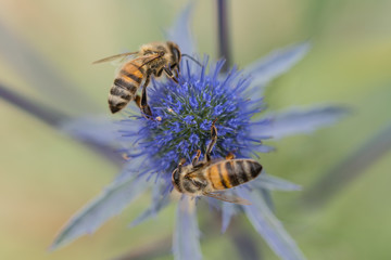 Blumen, Natur, Distel