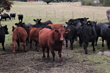 Vacas mirando