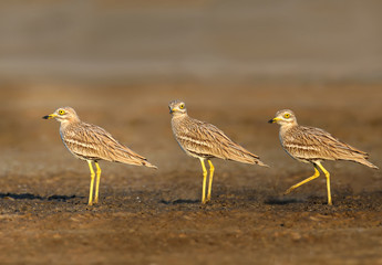 Various photos of Eurasian stone curlew. Rare and exotic bird with huge yellow eyes photographed in natural habitat Collage from 3 frames