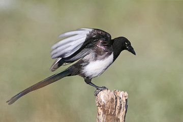 Curious Eurasian magpie (Pica pica) sits on a thick branch against a blurred background. Bird shot at close range close-up. All details of bird plumage and habitus are visible.