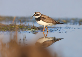 Elegant ringed plover (Charadrius hiaticula) in winter plumage is shot on the bank of the estuary in soft morning light