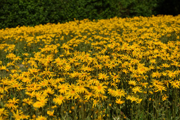 fiore di arnica crema benessere naturale biologico 