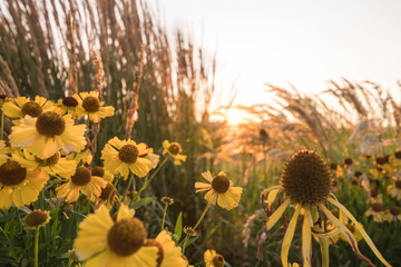 Blumen, Natur, Farben