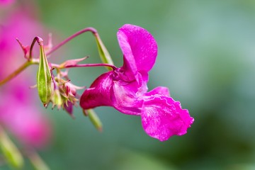 Lilium-pink flower on blurred background. Selective focus. Impatiens glandulifera flower, common names Policeman's Helmet, Heart, Gnome's Hatstand and Himalayan Balsam.