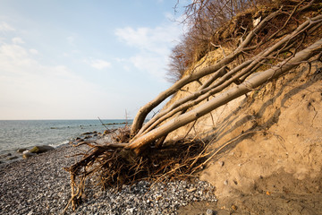 Totholz an der Küste, Nationalpark Jasmund, UNESCO-Weltnaturerbe, Insel Rügen, Mecklenburg-Vorpommern, Deutschland