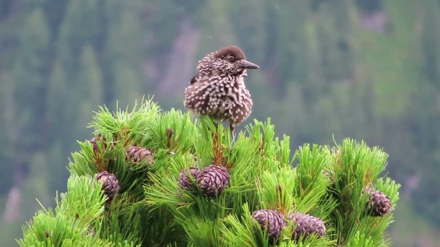 spotted nutcracker  (Nucifraga caryocatactes) bird in alp mountains