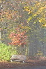 Morgenstille am Rothaarsteig