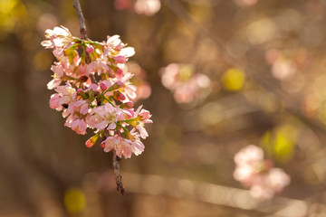 Cherry Blossom - Sakura flower - Japanese cherry, Prunus serrulata
