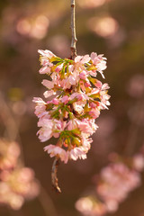 Cherry Blossom - Sakura flower - Japanese cherry, Prunus serrulata