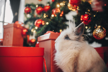 Rabbit sitting on the christmas decoration's background
