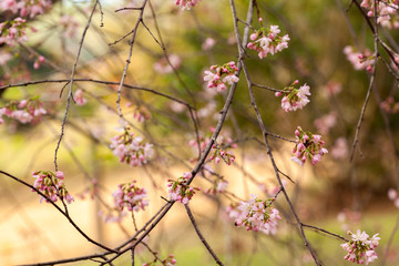 Cherry Blossom - Sakura flower - Japanese cherry, Prunus serrulata