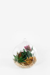 glass round florarium with green plants and stones for design on white background