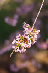 Cherry Blossom - Sakura flower - Japanese cherry, Prunus serrulata