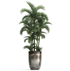  palm in a pot on a white background	