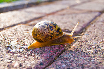 Closeup of one snail with shell