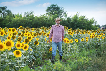 Naklejka na ściany i meble Farmer in a sunflower field. Agricultural concept