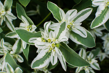 Obraz na płótnie Canvas Flower with green leaves and white star-shaped flower