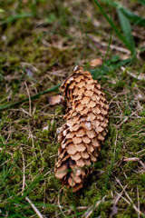 Brown pine cone of spruce lying on the ground in grass and moss