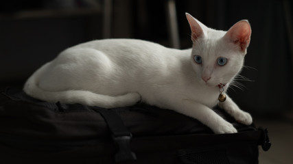 Close-up of a female white cat with blue eyes
