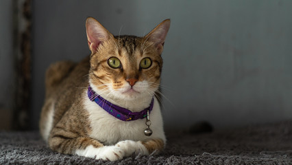 Close up of Tabby Cat with yellow eyes_LEO
