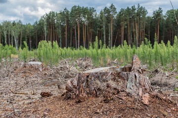 Deforestation. Freshly sawed tree in the forest.