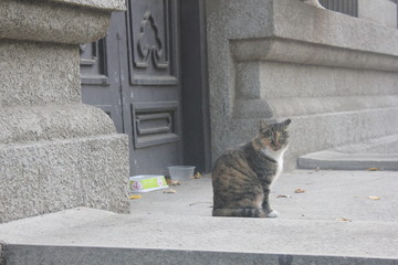 Obraz premium cat sitting near the door