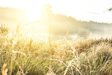 Meadow grass in the sunshine rays with drops dew.