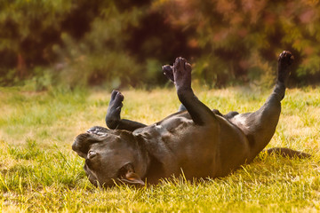 Black Staffordshire Bull Terrier dog lying on grass with his legs in the air, upside-down.