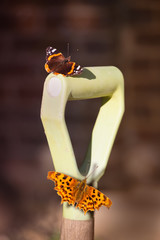 Two butterflies a Red Admiral and a Comma land on a green handle of a garden spade or fork in summer sunshine