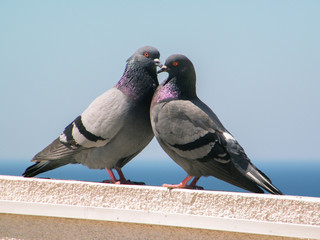 Two pigeons in large summer by the sea