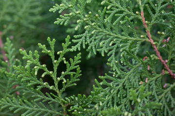 Closeup Oriental Arbor-Vitae or Platycladus orientalis leaf for background.
