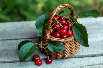 Fototapeta na wymiar Wicker basket full of red ripe cherry berries on garden wooden table.. Cherries with leaves and cuttings collected from the tree. Harvesting berries in the country and on an industrial scale.