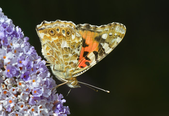 Distelfalter in Nahaufnahme