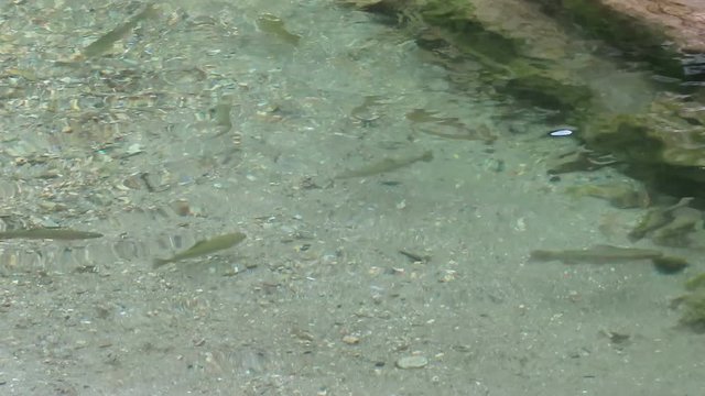 river trout (Salmo trutta fario) swimming in a stream at austrian alps in tirol.