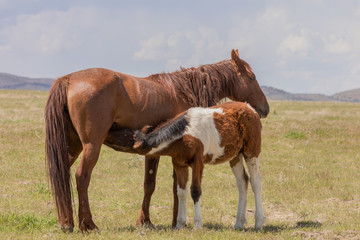 Wild Horse Mare and Foal in the Desert