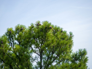 Cedar branches against the sky are dotted with cones. Wild Siberian nature on a sunny summer day